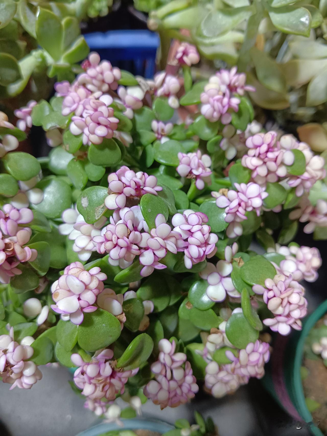 西门庆和潘金莲之间算爱情吗?
西门庆与潘金莲的关系不算爱情，核心是欲望裹挟下的各