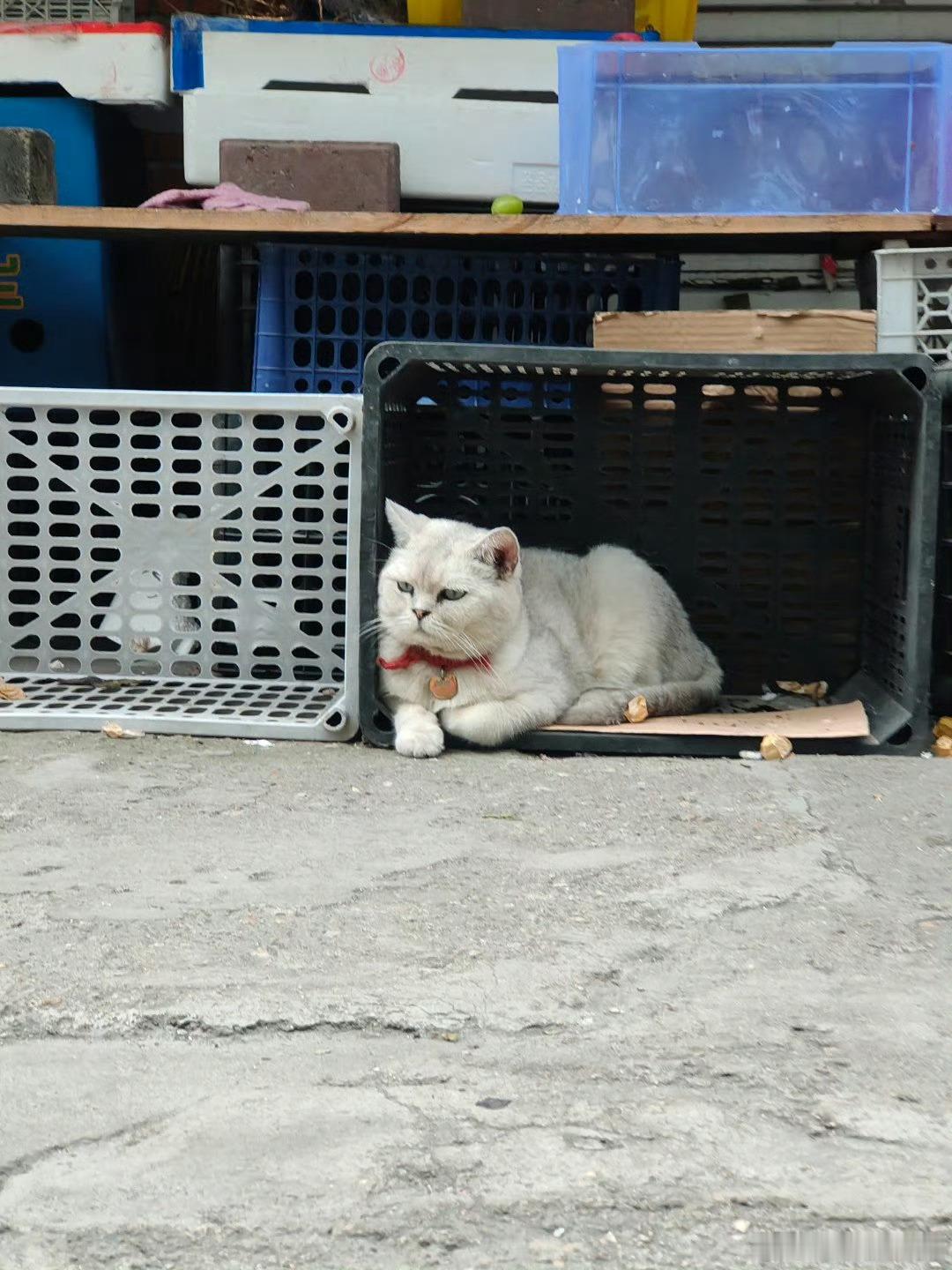 它俩打一架谁能赢？这大耗子比猫都大