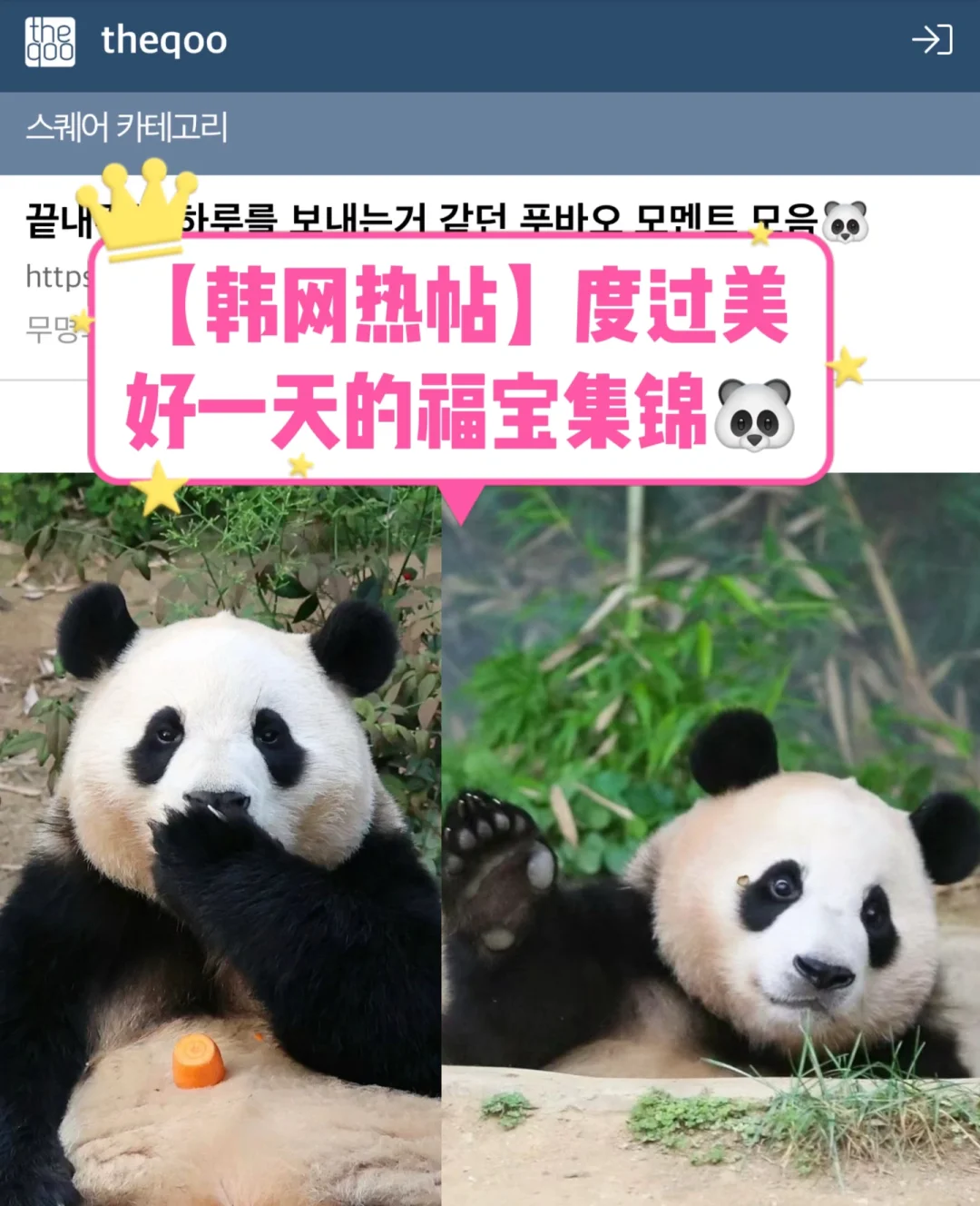 🔥 韩网热帖｜度过美好一天的福宝瞬间集锦🐼