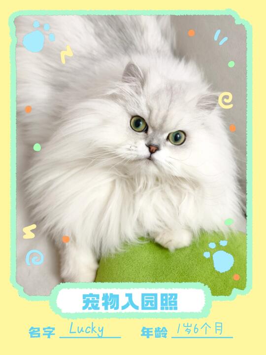 可不可以看看你的猫
