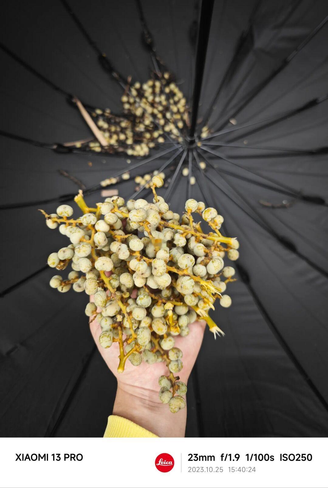 NO.302 测试处理金佛草菩提/棕榈种籽