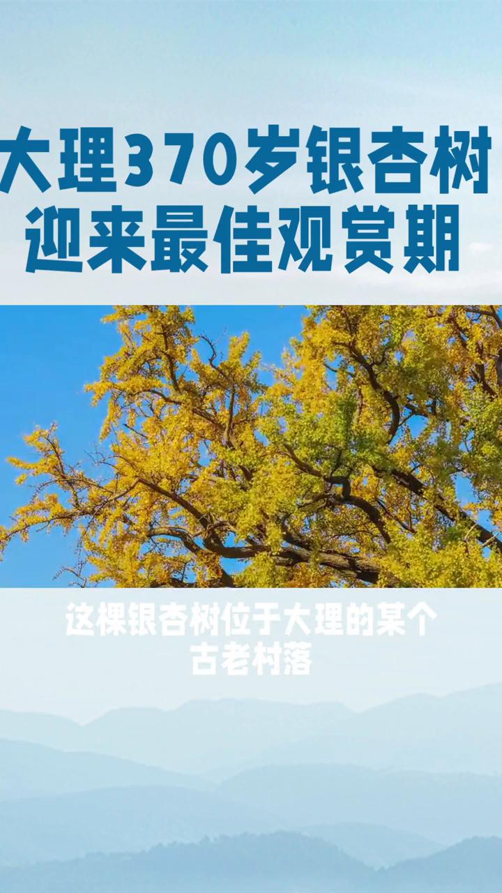 大理370岁银杏树迎来最佳观赏期。
你见过370岁的银杏树吗？在云南大理有这样一