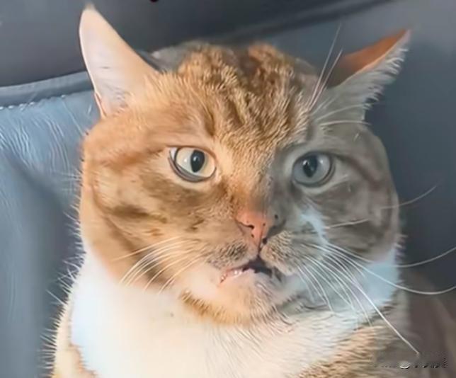 这猫很像一个演员，好难猜啊[呲牙]
