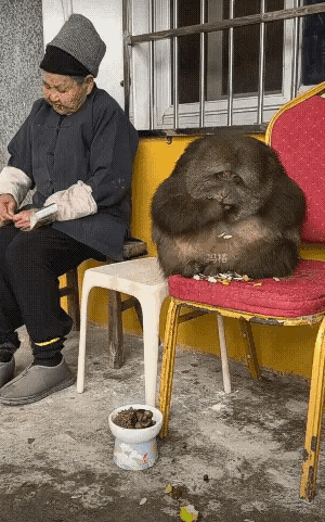 这样和谐场景真好，看了让人心里很舒服！