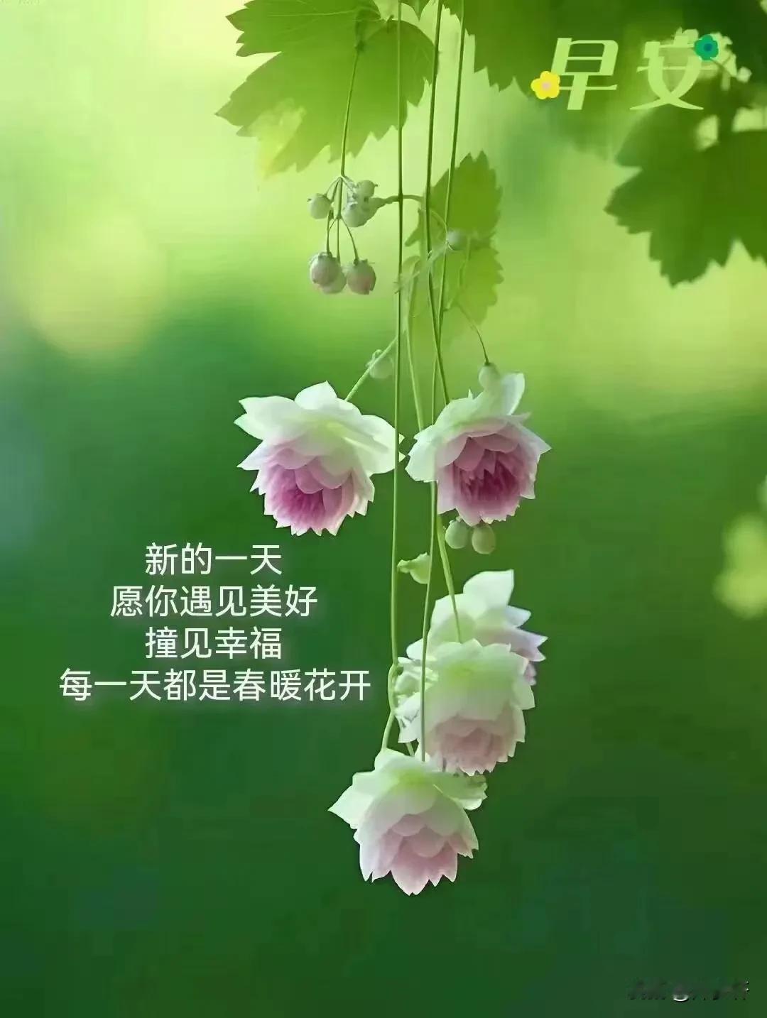 梅雨敲窗随感
芹梦
黄梅雨细晓风柔，诗满红笺酒满喉。
自抚瑶琴还自罢，溪花禅意笔
