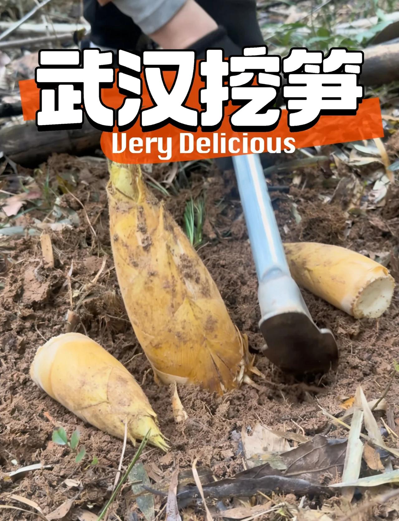 武汉挖笋0元购全攻略｜竹笋自由挖不完
春风一吹，春笋冒头，宅家的快乐哪有山野挖笋