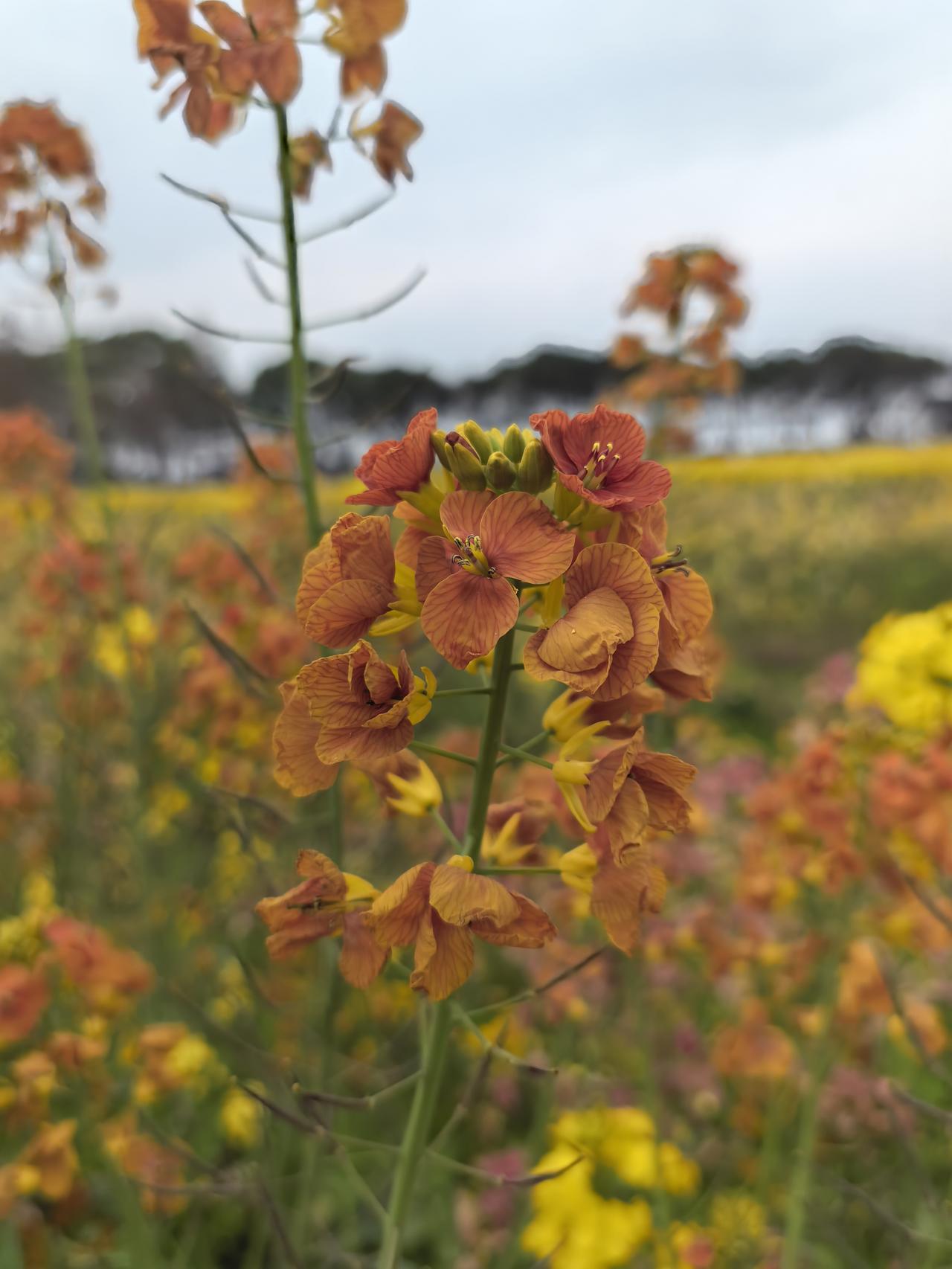 人间清醒与难得糊涂,哪个好? 人间清醒和难得糊涂，很难说哪个更好。人间清醒的人，