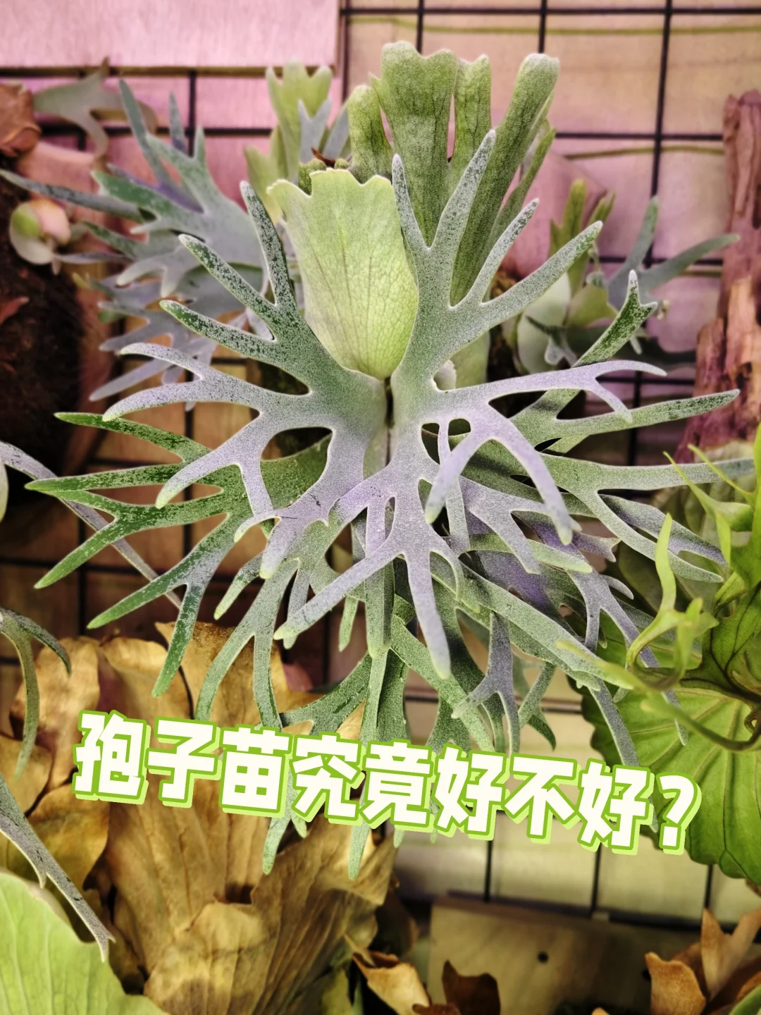孢子苗究竟好不好？