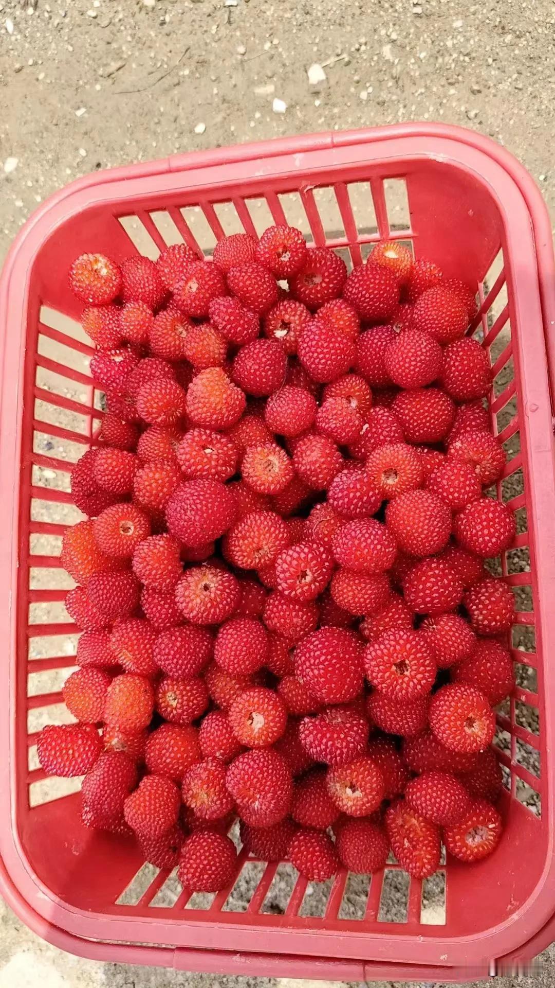 晒晒最爱美食戳这里，一起领红包>野生的，小时候的最爱。