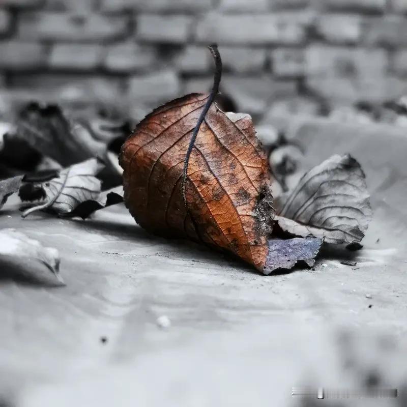 看到“叶落叶枯叶不言”这个下联，我也来凑个上联。我对“花开花谢花有梦”。
上联里