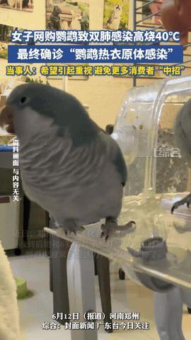 “真是倒霉催的！”河南郑州，一女子花50块钱在网上给6岁的儿子买了只鹦鹉，岂料！