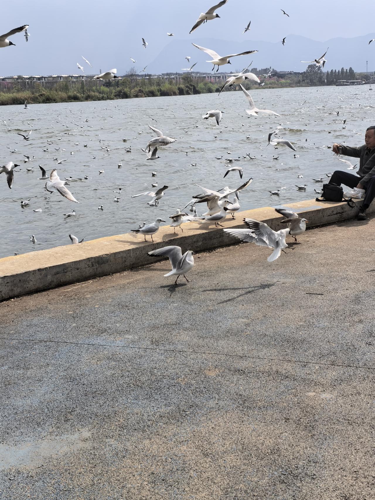 作为陪伴了昆明市民们四十余年的红嘴鸥（小精灵），这是今年最后几天来看它们了，与它