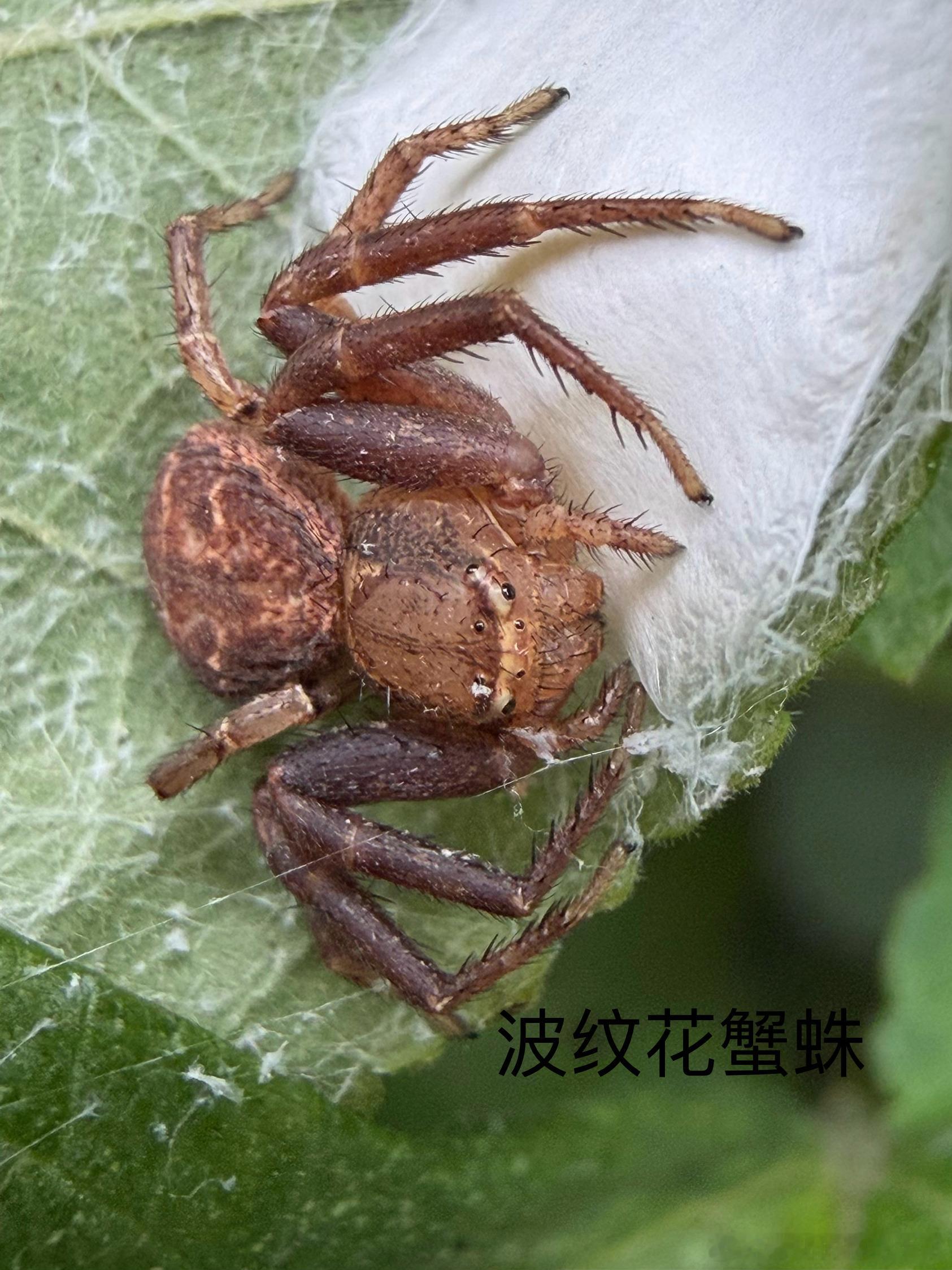 今日构树观察之——出生的宝宝，以及被妈妈保护的卵囊～ 