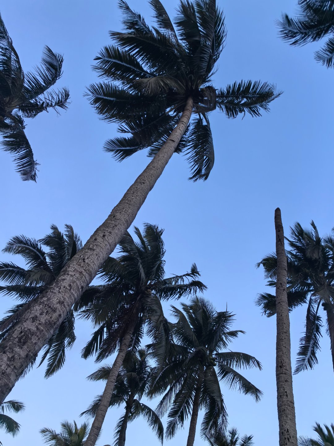 开局之年看中国开放自贸港【椰子之乡，全球椰子“开大会”🌴】四月的海南，椰风海韵