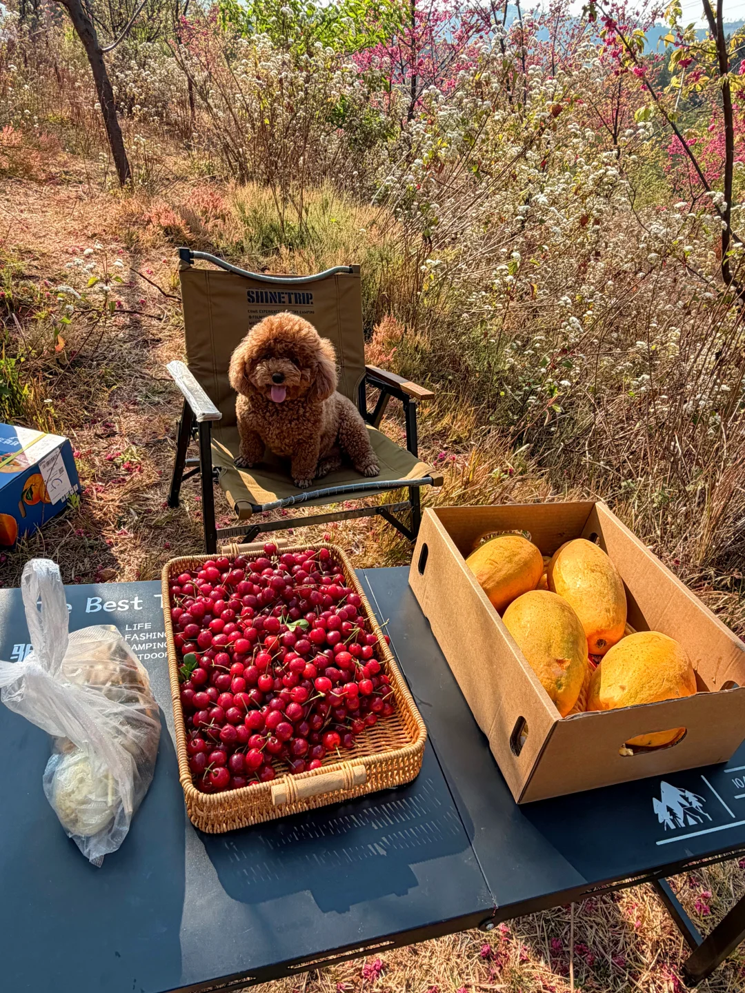 外出拍摄的一天，小樱桃晚上就上架了哦