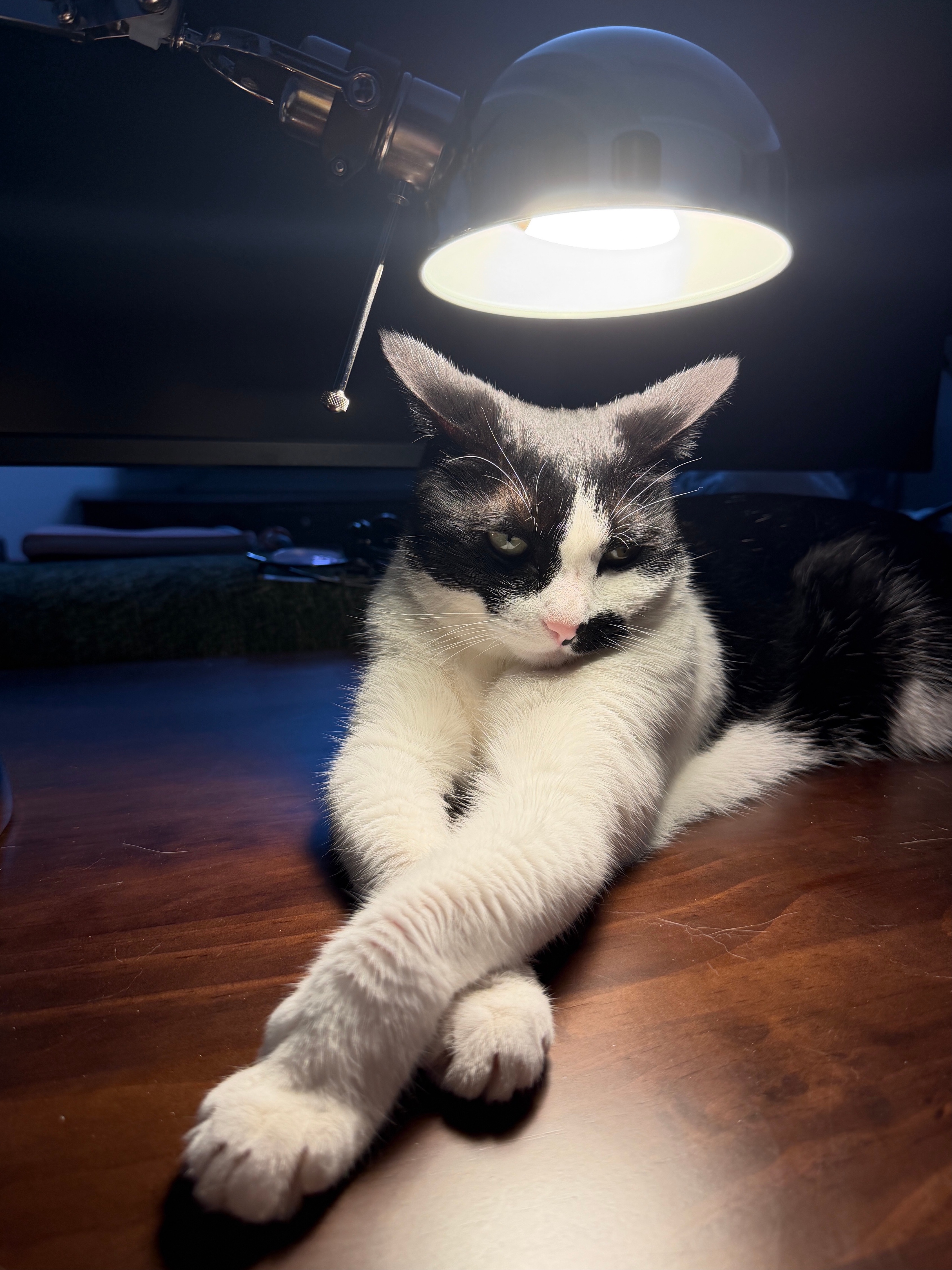 我怕您注意不到我正思考一些大坏事儿！daily奶牛猫 （投稿：） 