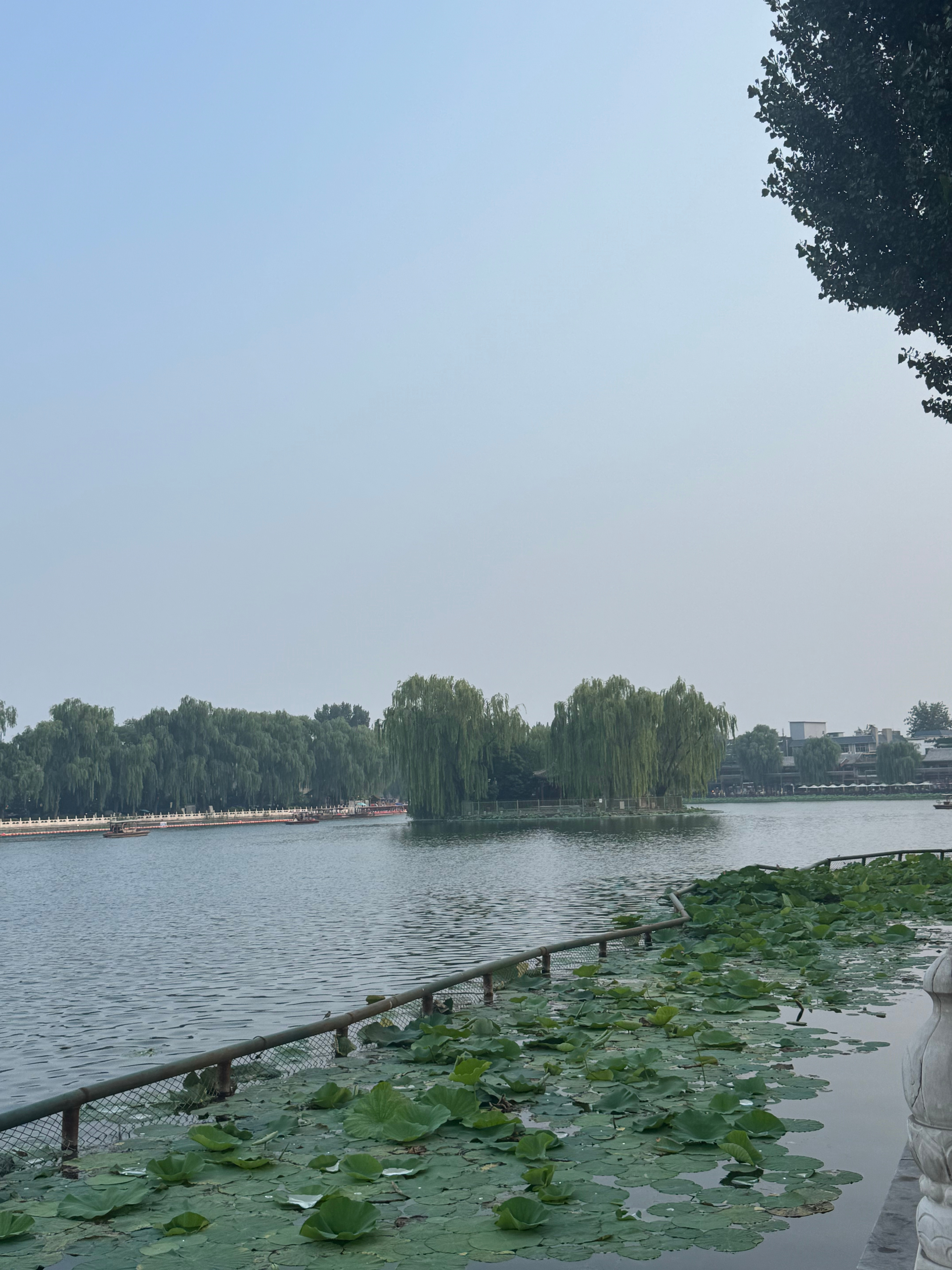 森林驿站  北京夏日限定浪漫|什刹海荷花市场真的太治愈！满池荷花盛开，晚风、湖水
