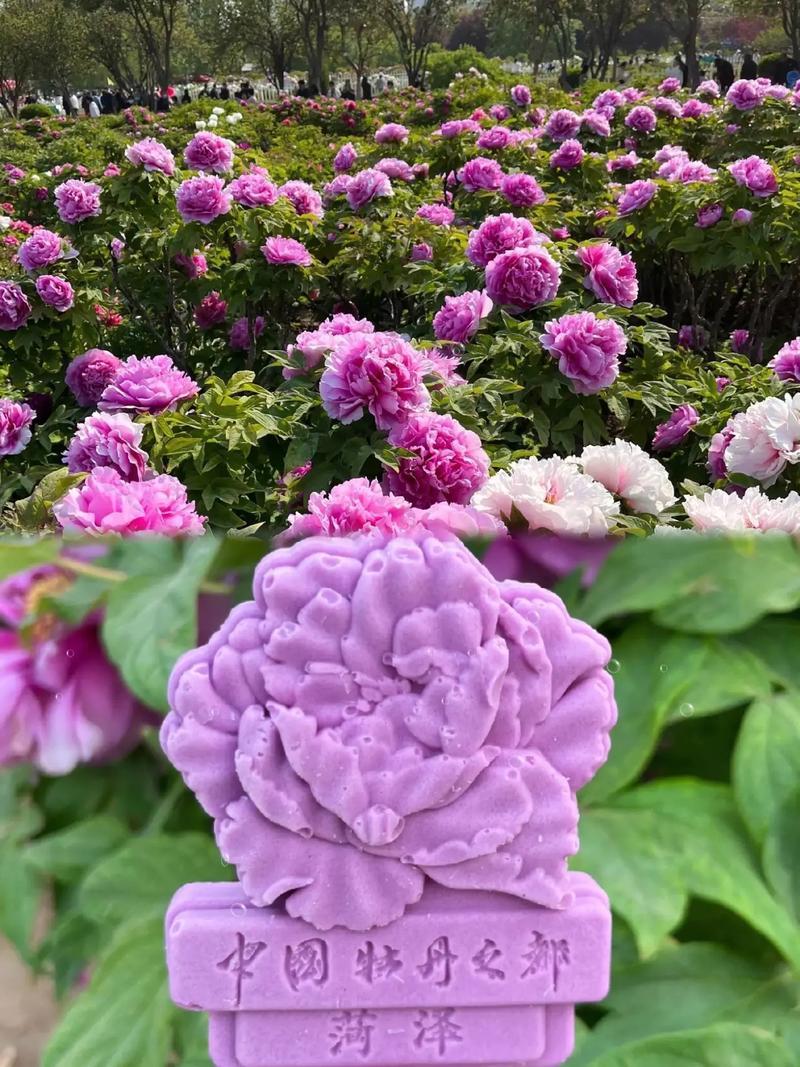 看到了新闻，故乡牡丹开了，进入了盛期，全国人民群众很高兴。故做诗一首 : 花无百