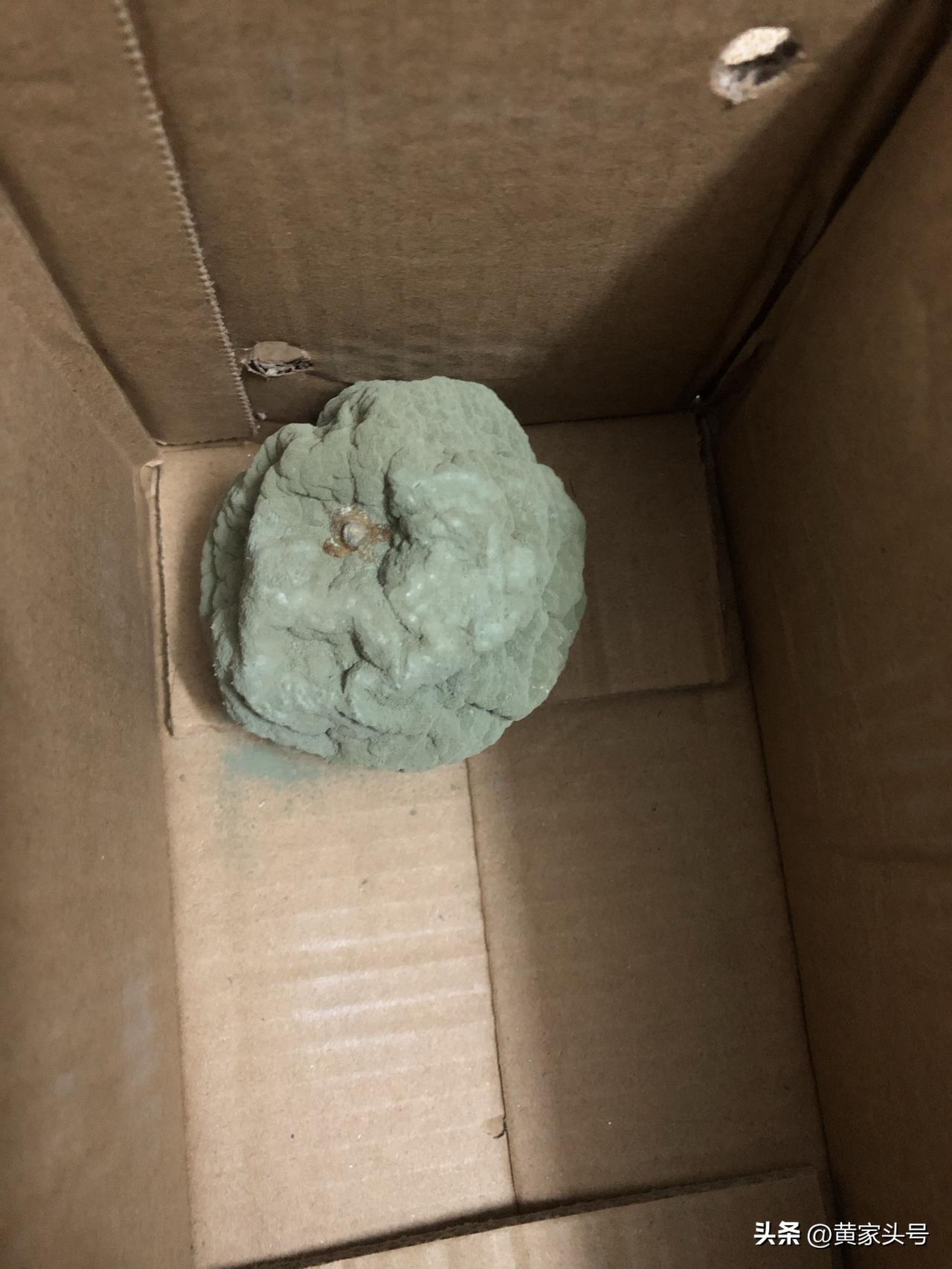 这个冰糖橙，丢在箱子里面一周，发现的时候已经长这么长的霉了，还是绿色的，这就是青