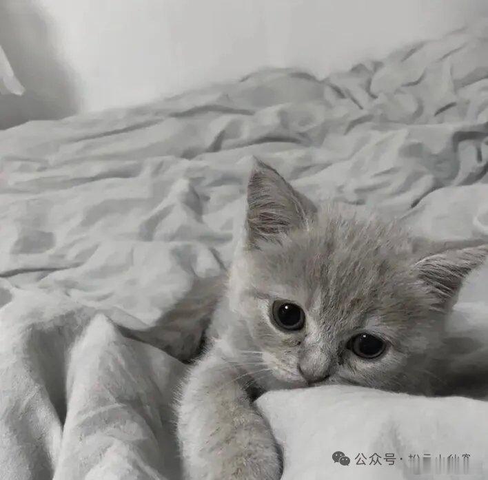 灰色排版｜背景图｜壁纸灰黑色｜灰白色｜ins｜高级｜忧郁｜高冷 ​​​