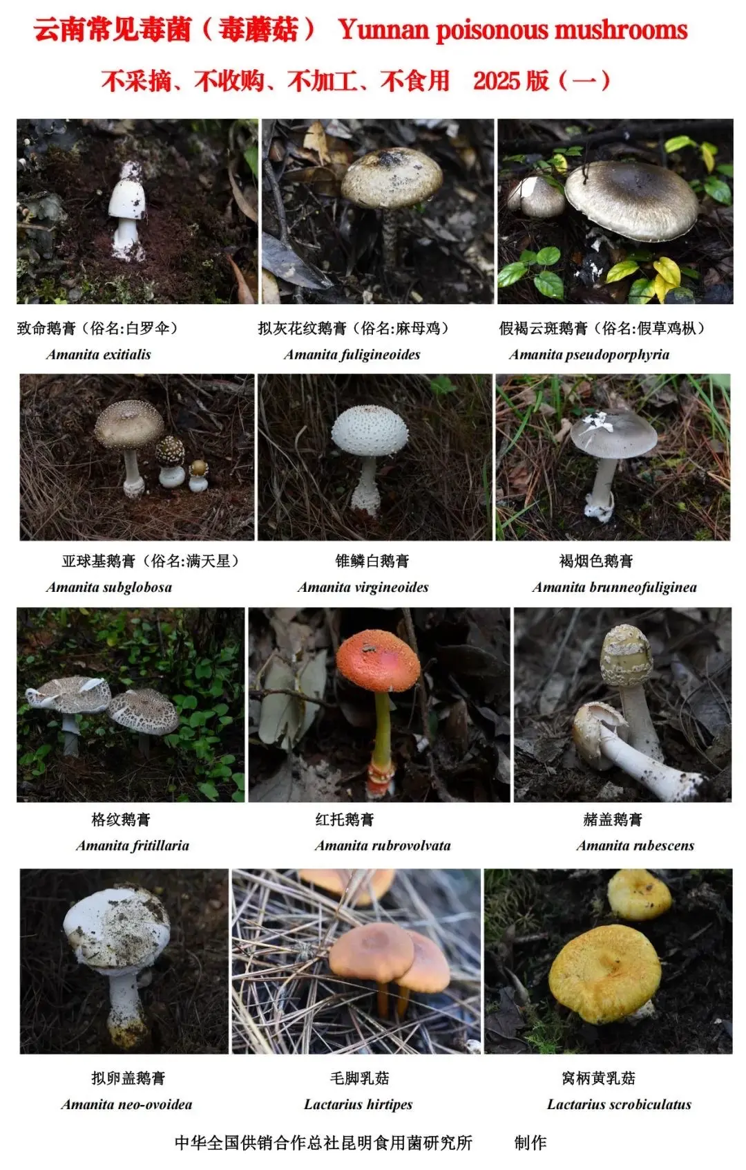 云南蘑菇🍄‍🟫 不能吃系列