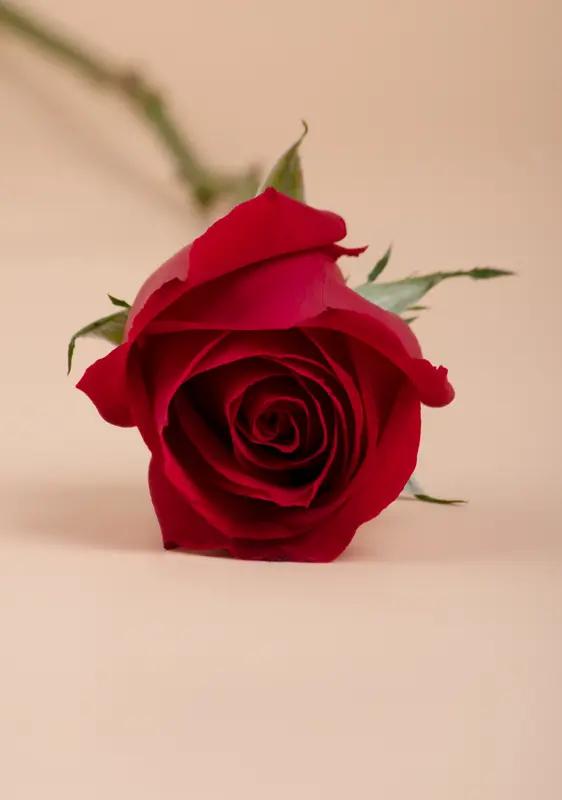 在这纷繁复杂、乌烟瘴气的世界里，保持清醒，选择有尊严地活着，着实难能可贵。恰似玫