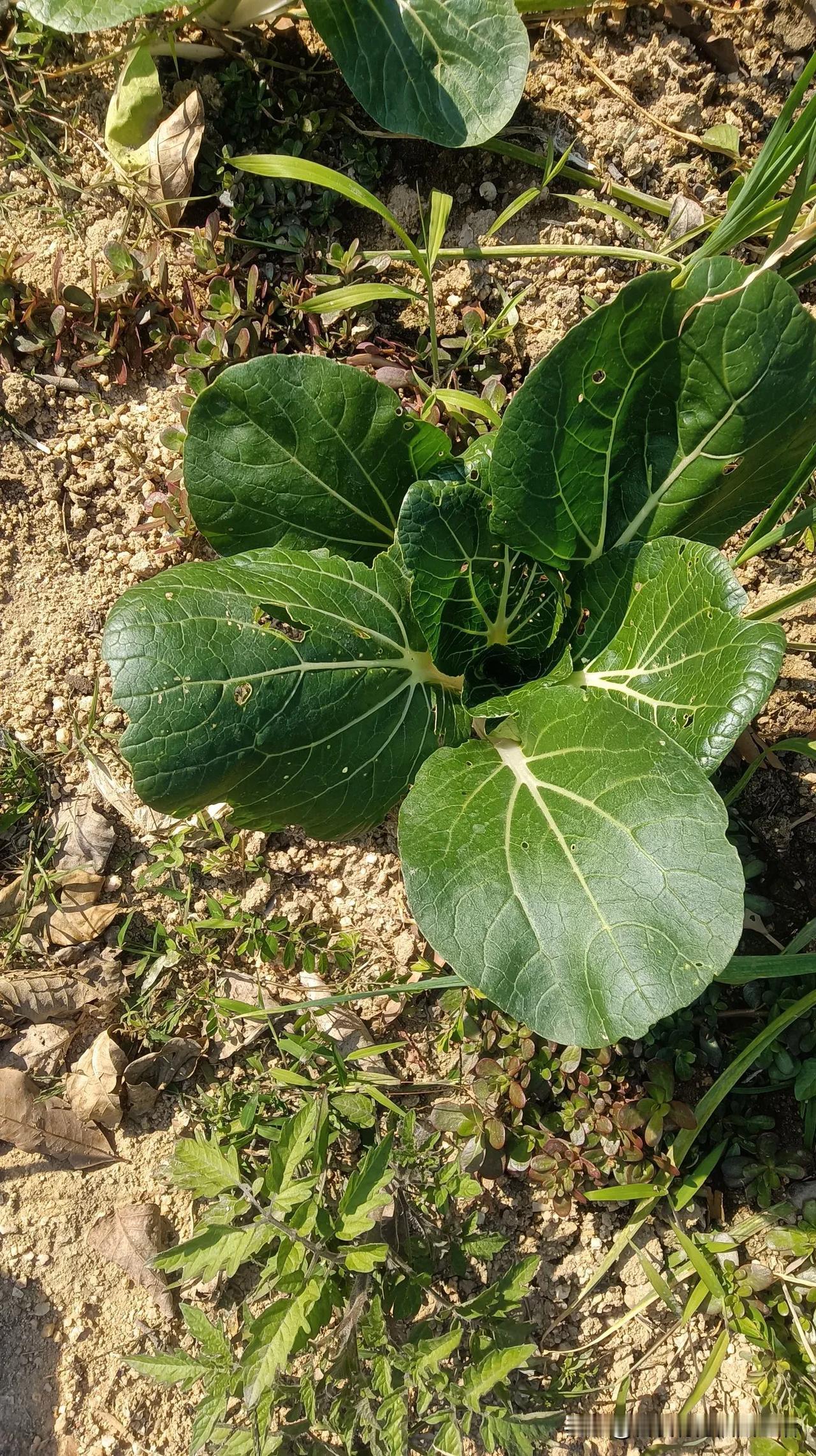 随手拍摄蔬菜水果下午阳光明媚，路过随手拍，绿色原生态蔬菜，生长的美美。