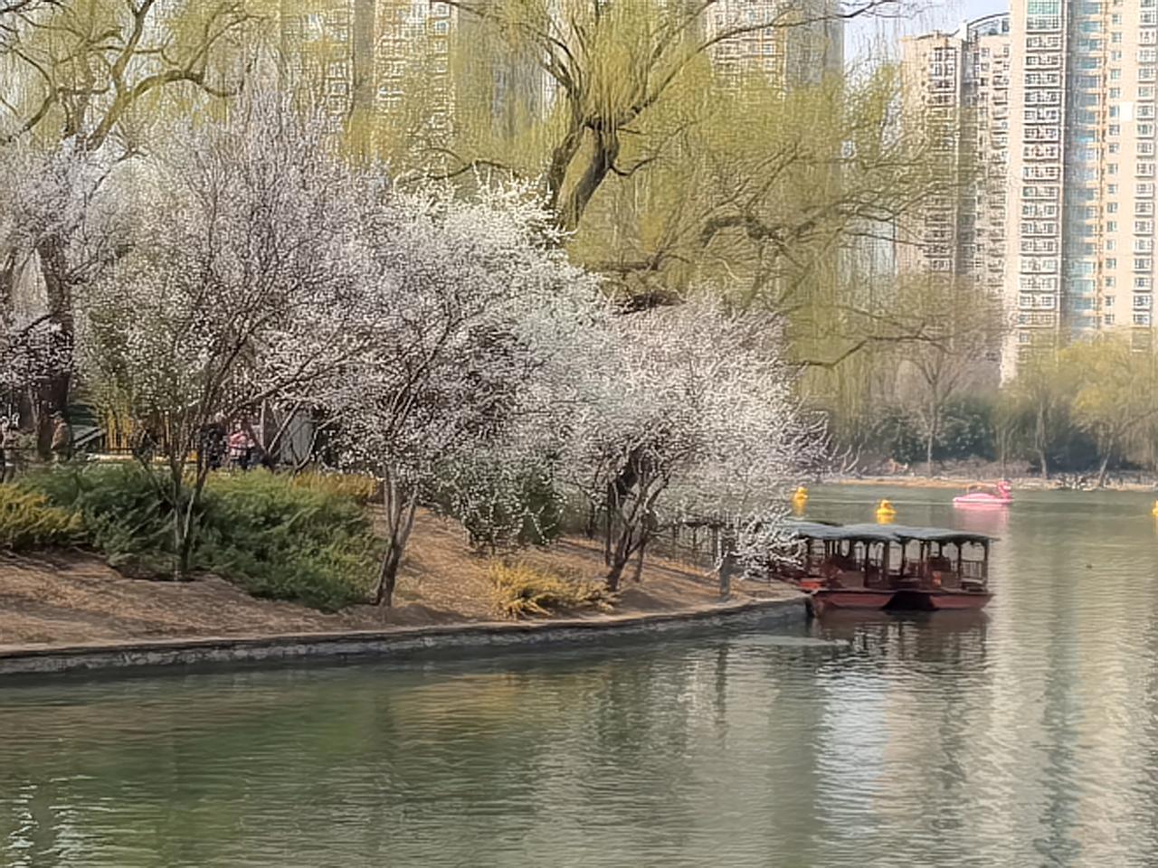 春日湖畔，粉白相间的花树倒映在碧波中，游船悠然，人间仙境。（紫竹院公园）