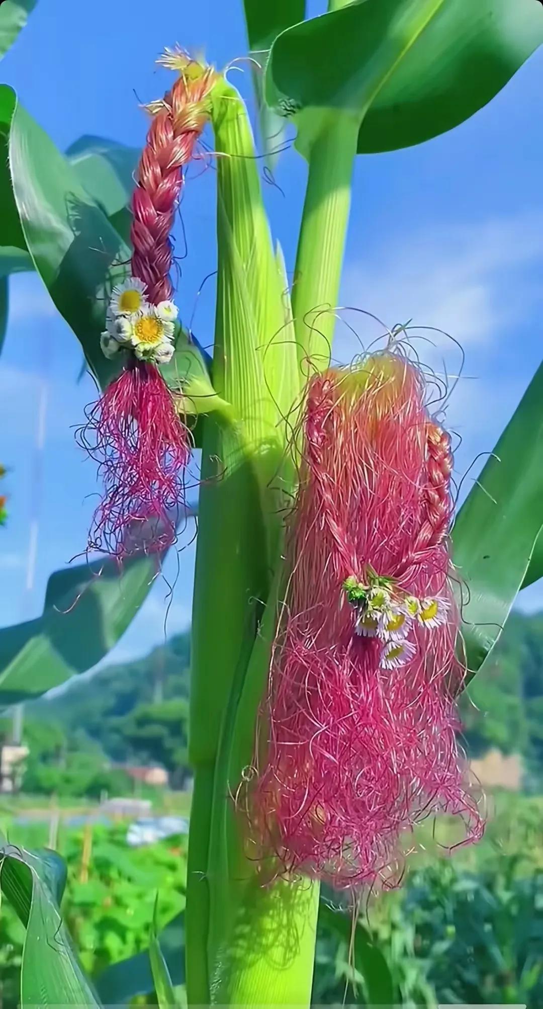 大同的绿化感觉还差点火候
去大同，发现有一个特点，我发现路边的树木比较少，而且也