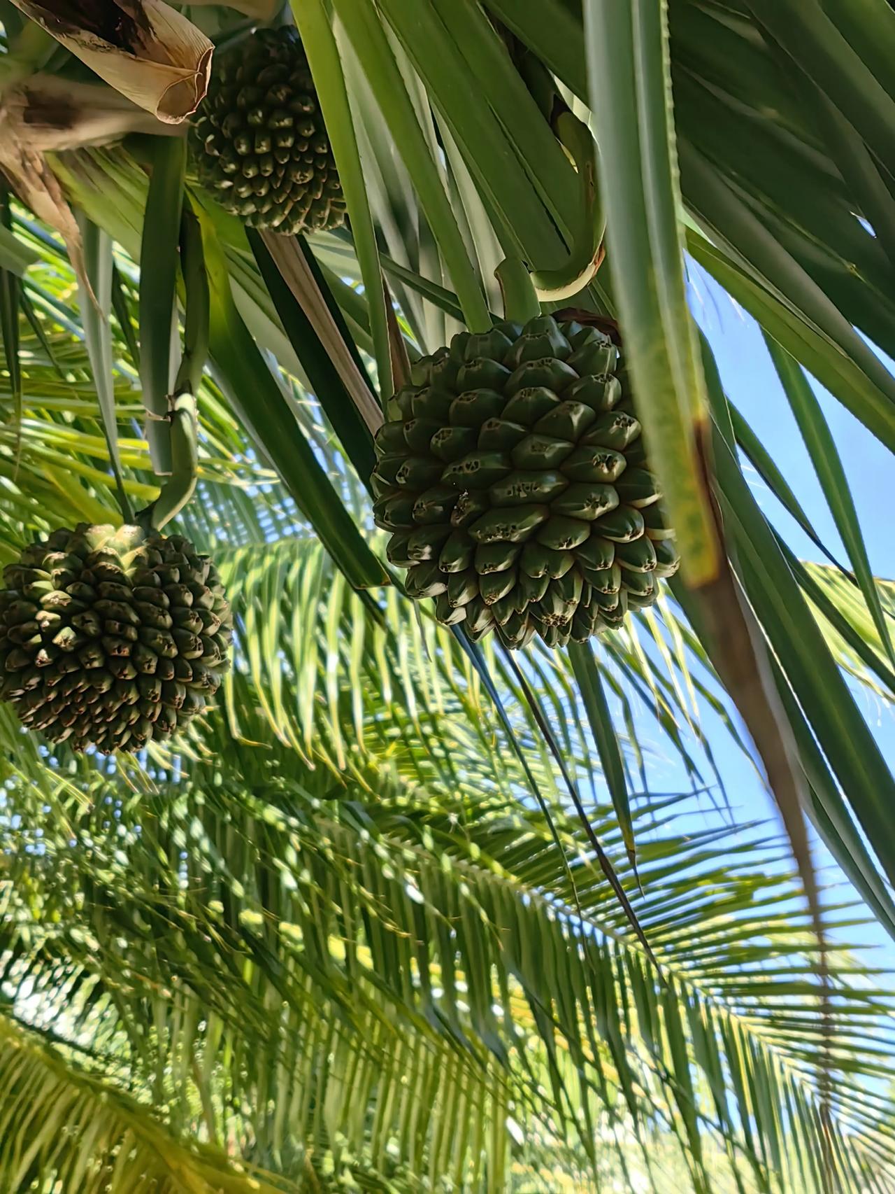 这是海南的一种热带植物果实，悬挂在空中，看着像是手雷，又像是菠萝，也有点像是菠萝