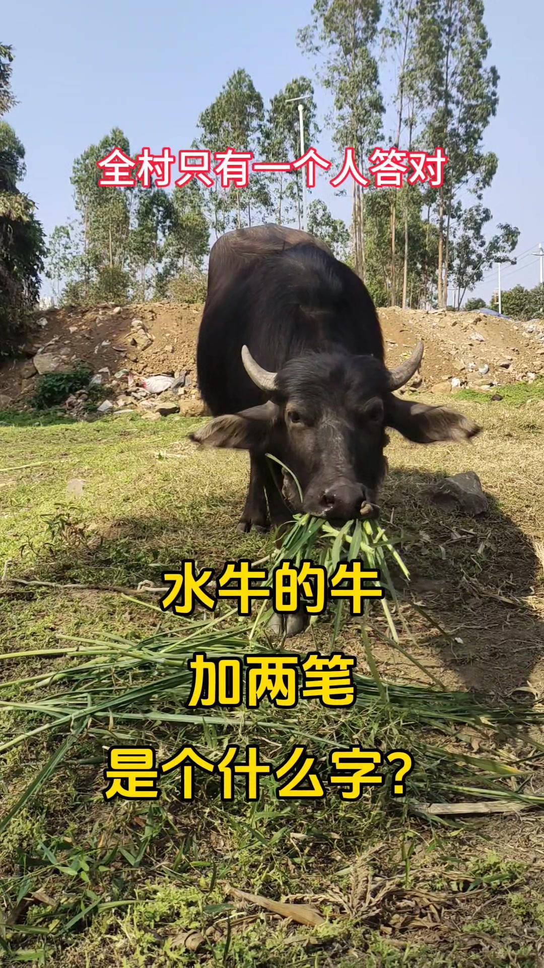 🐂水牛的牛加两笔是什么字？1️⃣先看结构，我一开始以为是“生”，但不对，再想一