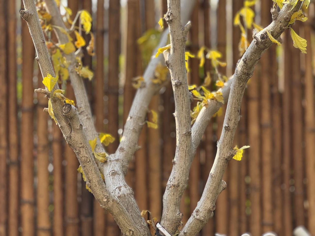 分享一张最近随手拍的照片秋色