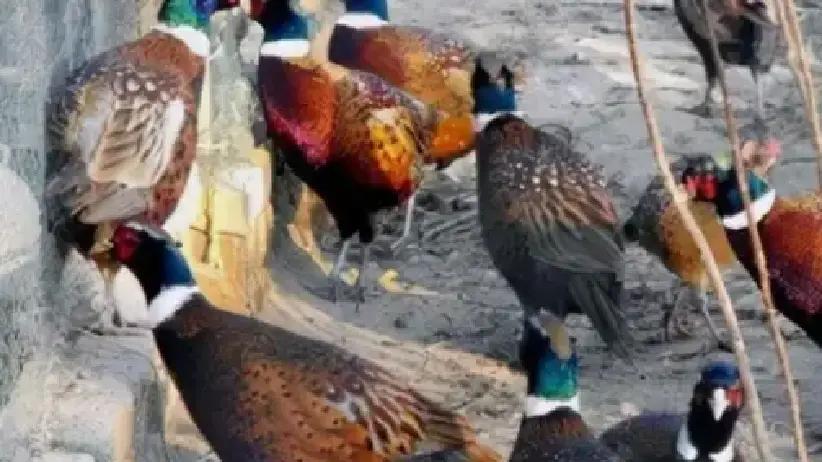 东北的田间地头，这几年野鸡是真多起来了，以前这玩意儿挺少见的，现在到处都是，成群