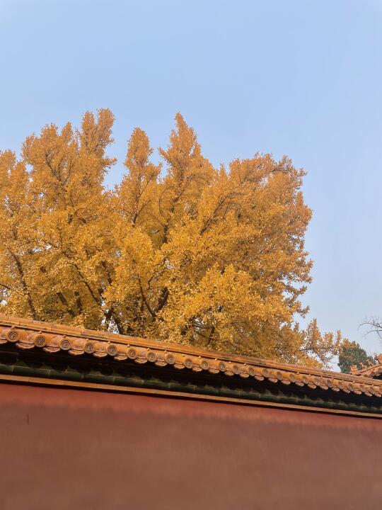 《秋日的故宫》哈哈哈哈哈哈哈哈哈哈哈哈哈哈
