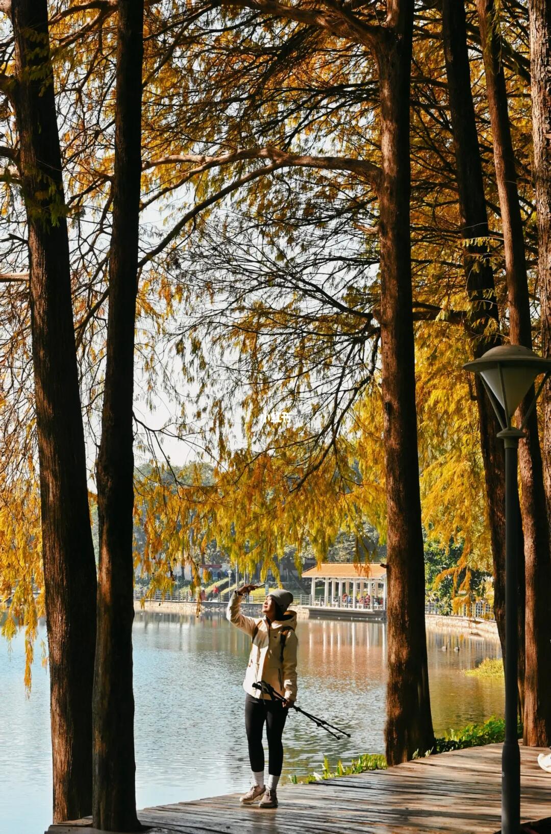 广州蕞美落羽杉湖边栈道🍁水上森林仿若童话