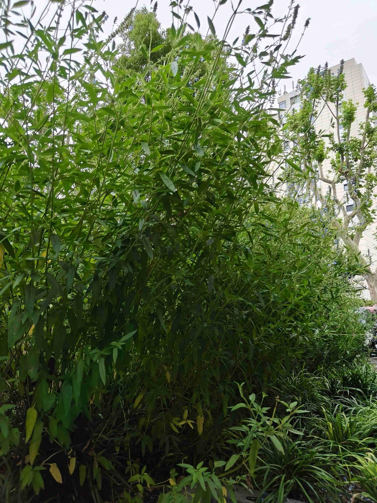 我的今日状态：😁轻松愉快
我这里的天气：☁️阴天