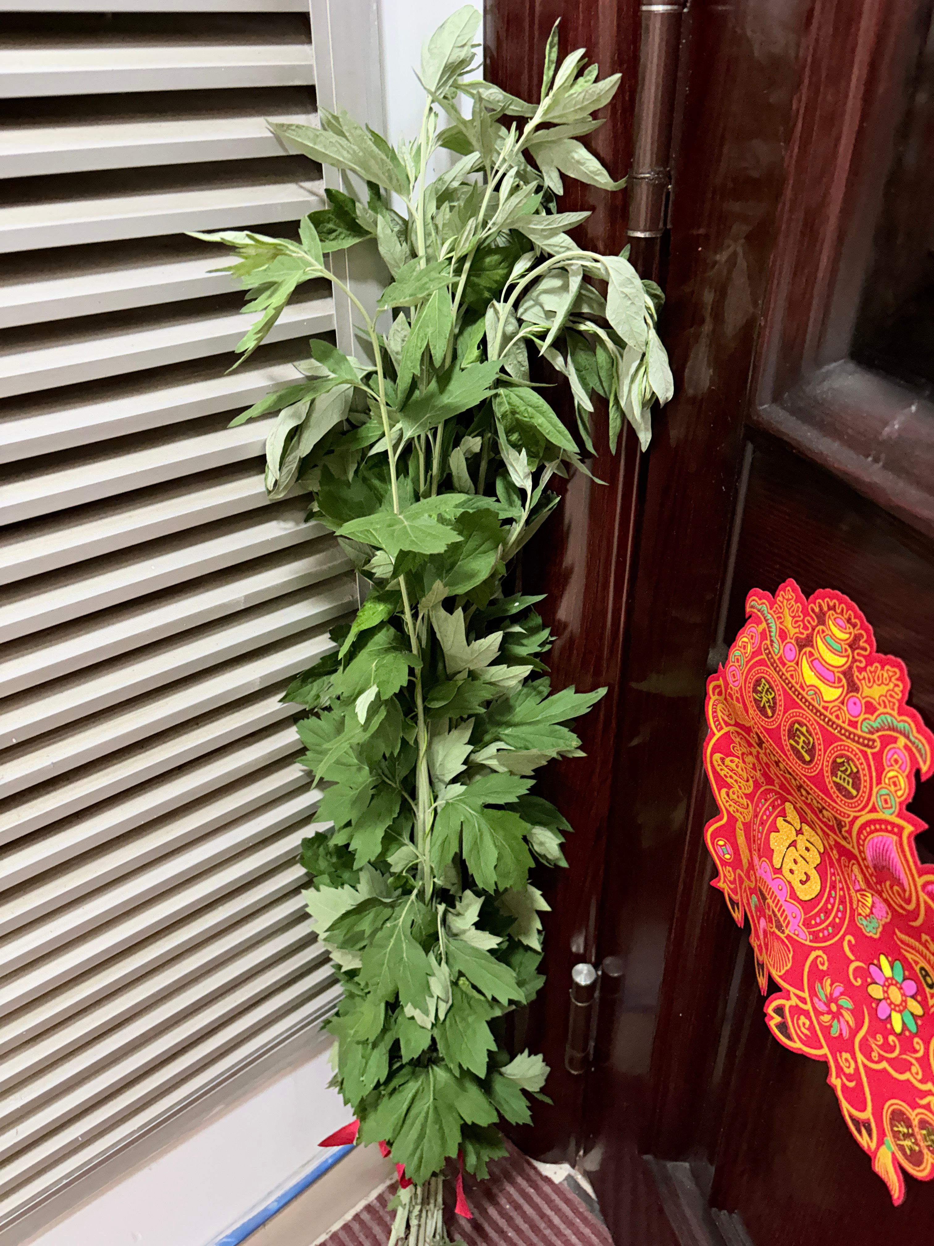 下周就是端午节了，老妈门口种的艾草，让老爸拔了7根！放到门口！🌿 这不端午的仪