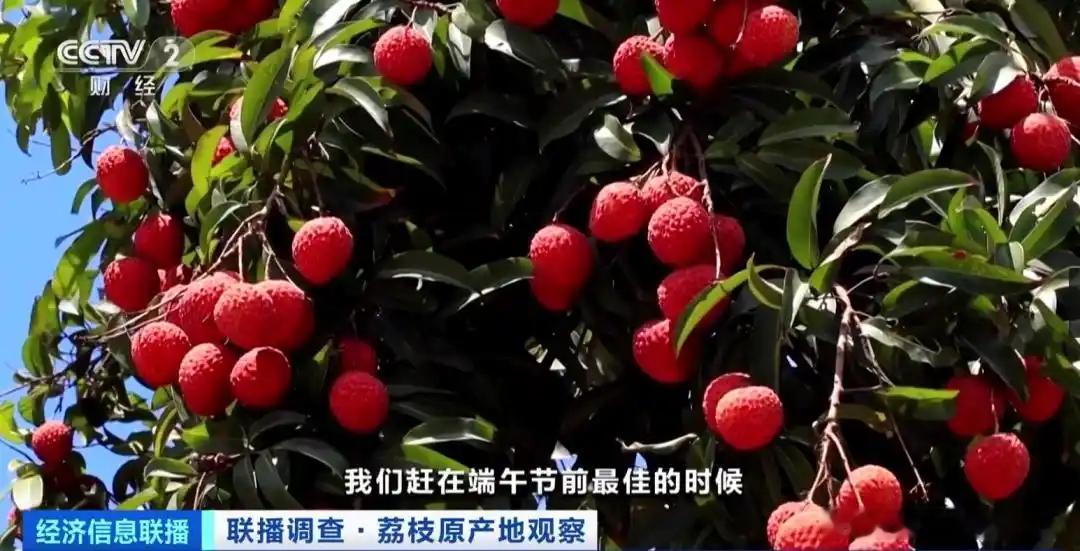 荔枝价格从7字头跌到4字头预计在5月底6月初，以‘妃子笑’为主的广东荔枝将大批量