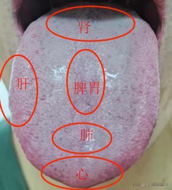 中医看舌头，都看点啥，一分钟教会你看舌象
#中医##养生#
