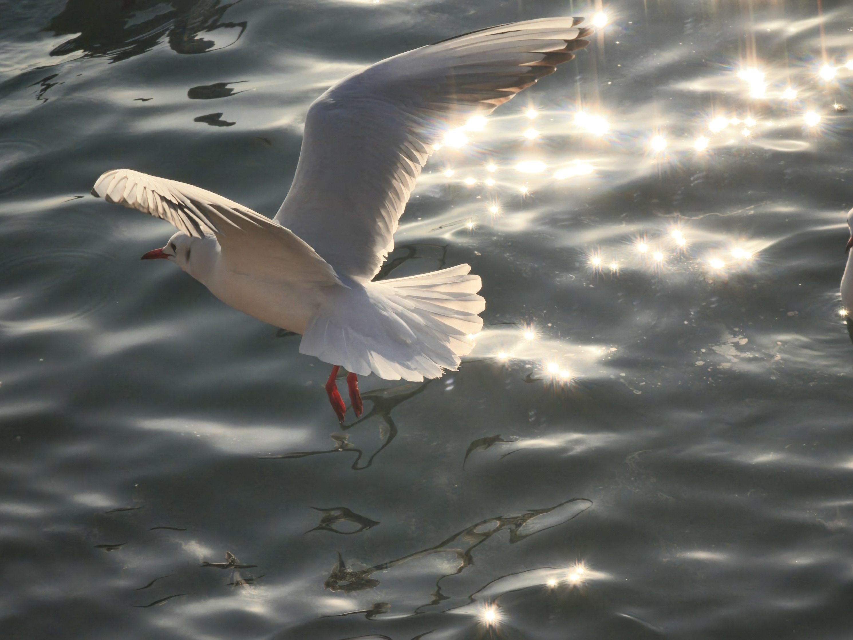 今天去栈桥看海鸥了，人多的不得了，用我的X7U拍了点照片，基本是这手机的极限了。