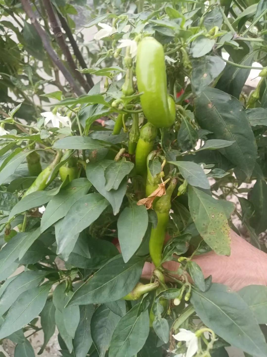 刘明菊大姐和她的小菜园

杭椒、苏州青、香菜、蒜苗，家在江山市的刘大姐，真有本领