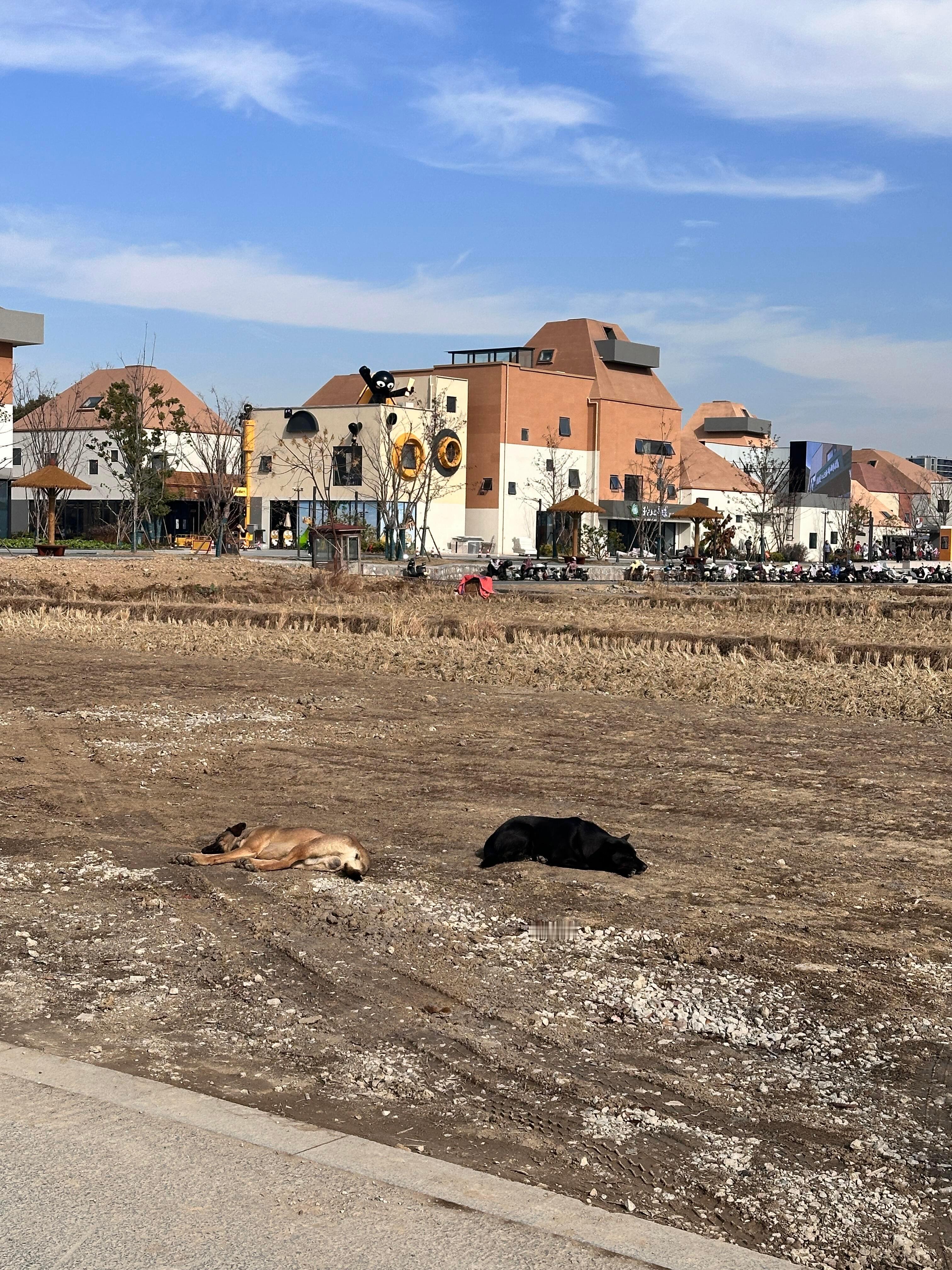 后陡门的修勾：睡的有点鼠了后陡门的小咪：人，咪在等吃的十个勤天  |  种地吧 