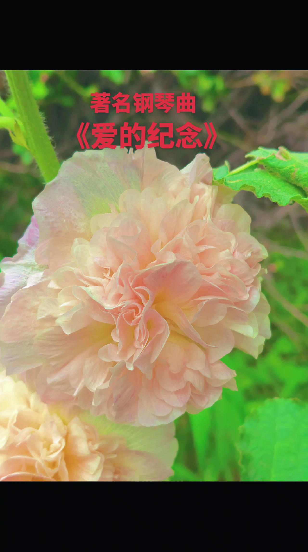 不管什么花草，配上好听的音乐，才会有灵魂