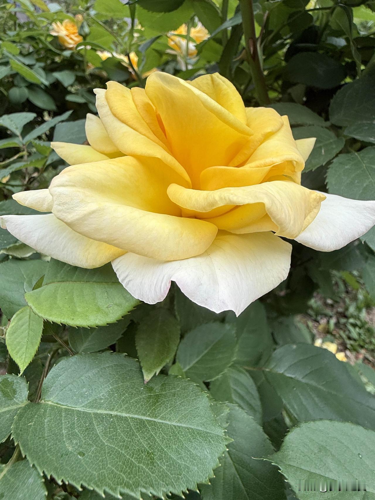 你觉得离婚一定是男方的错吗? 
【小对联】
上：征稿；
下：……？