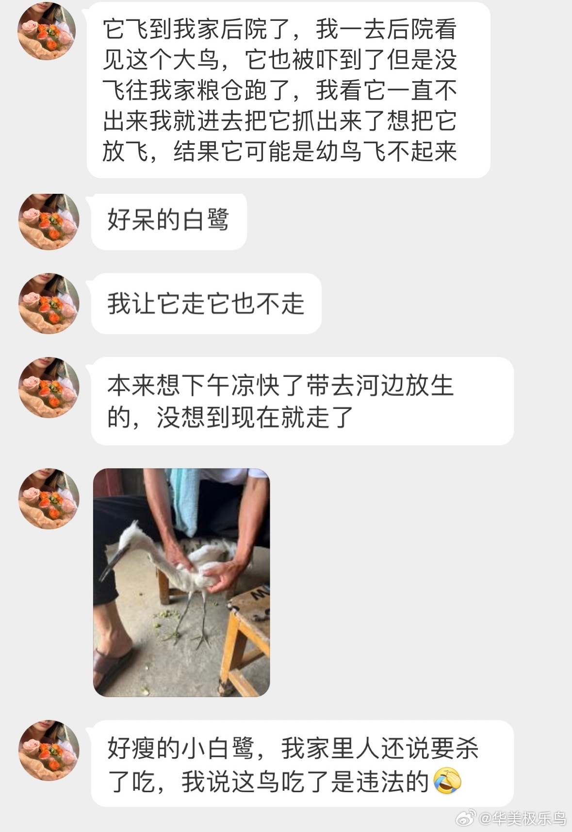 #鸟粉投稿# 飞院子里的【小白鹭】被吓得躲在粮仓里🙊它们是野生保护鸟类哦，不可