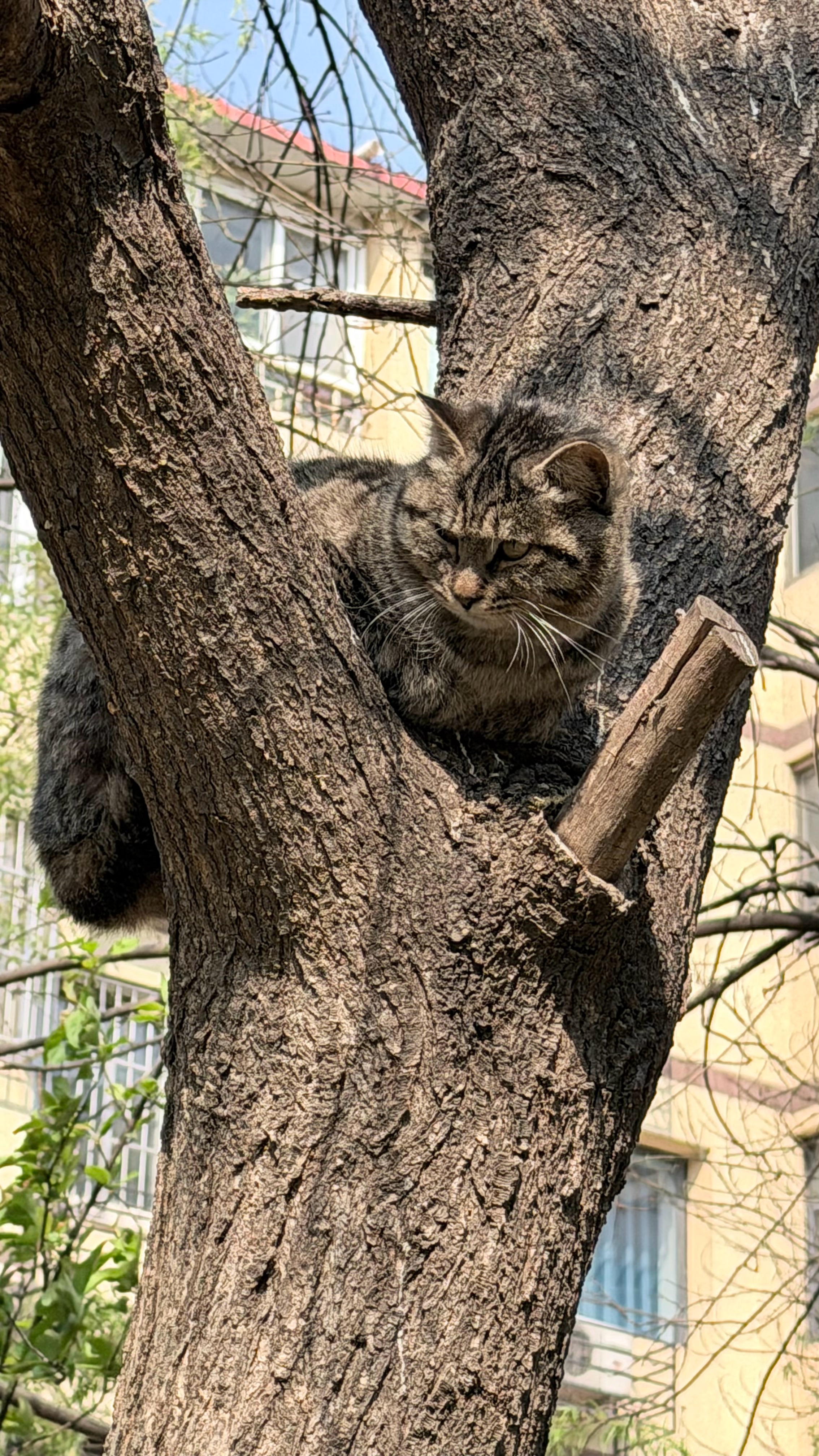 午睡时间超1小时死亡风险增加30%就这条害得我周六睡个午觉被叫醒n次 被打扰睡觉