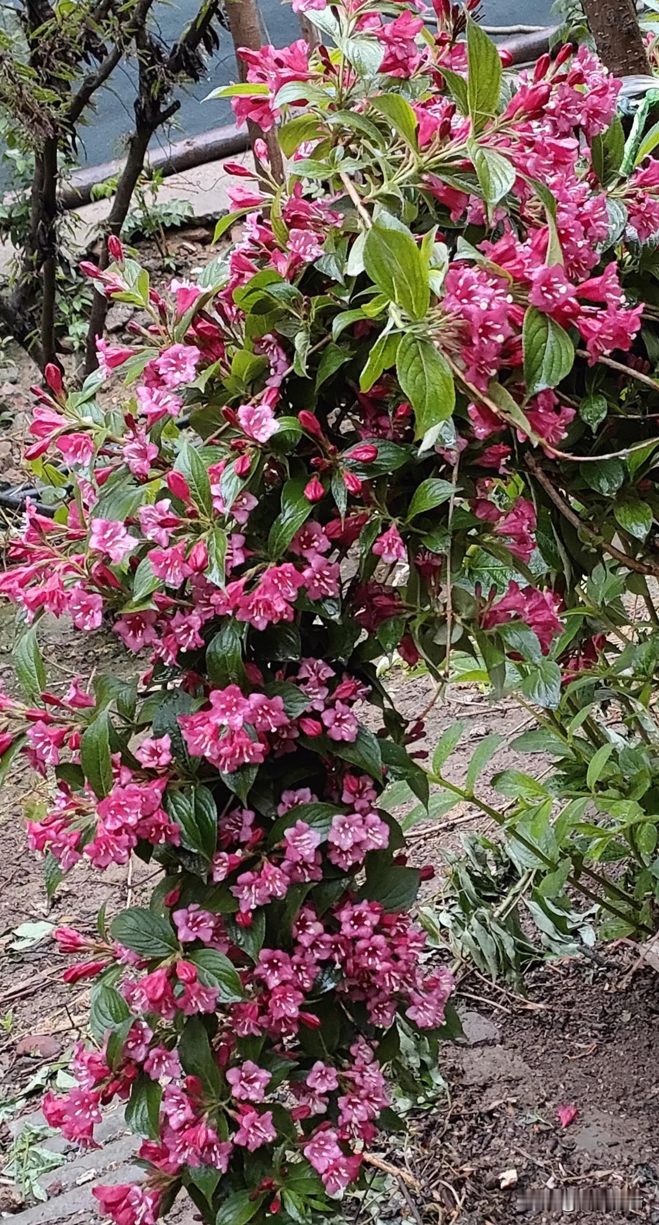 红王子绵带花
花朵 颜色呈深红或紫红色，花型为漏斗状钟形，成簇生长在枝条上。花量