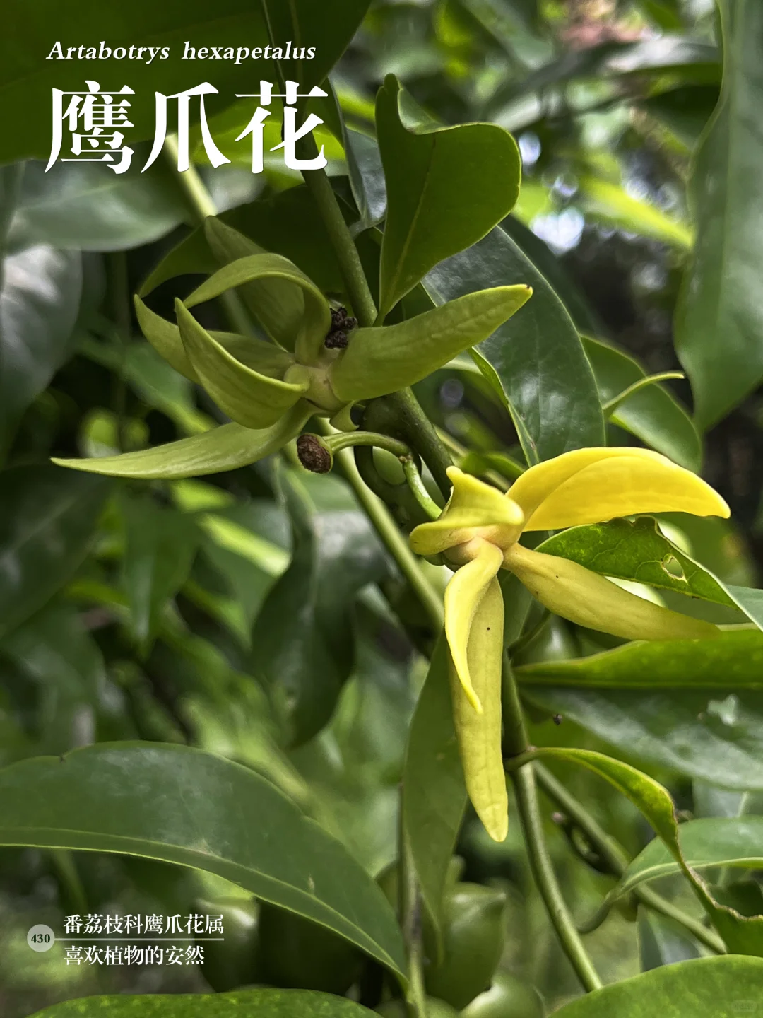福州植物打标430｜花果皆奇特的鹰爪花