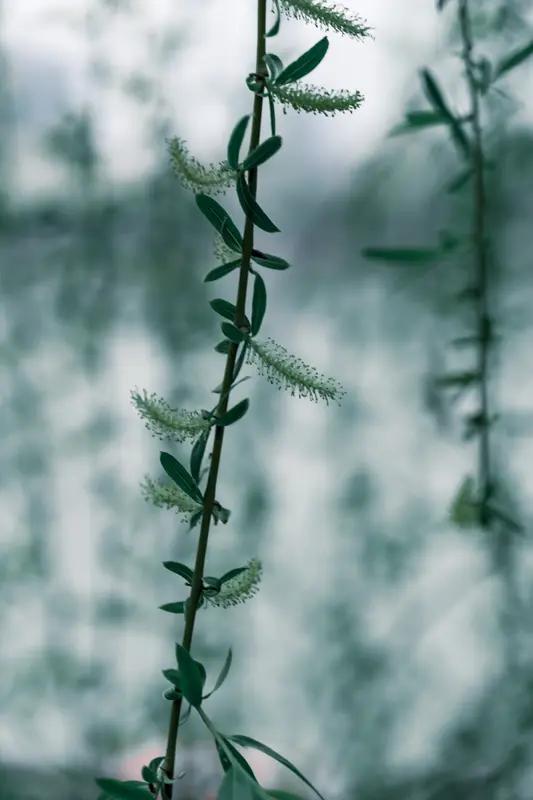 “柳问闲云何处去，花对雅雾天上行”，这对联对仗工整，意境超绝。柳与花相对，闲云对