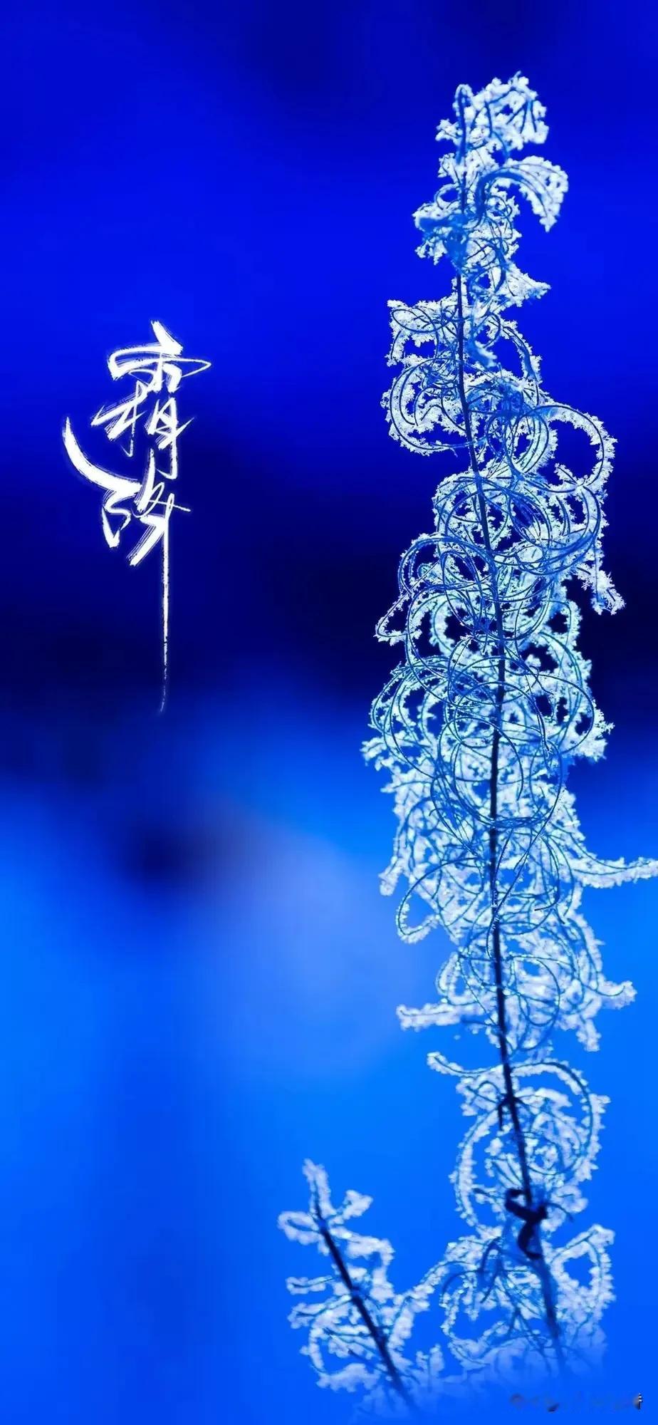 今年霜降在10月23日11:51北京交节。“上午霜降，单衣过冬；下午霜降，冻死老